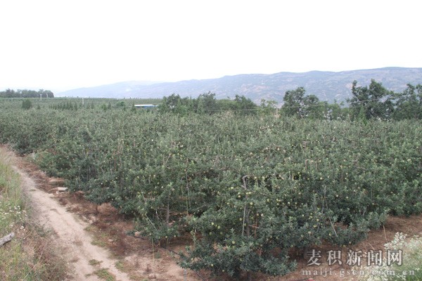 ��ţ��Ķƻ������